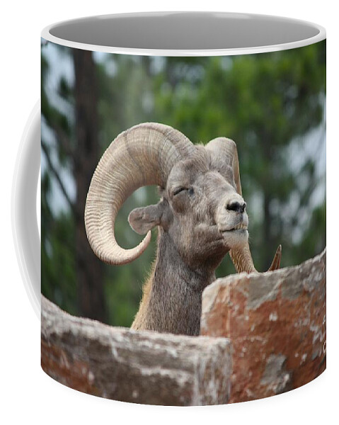 Dall Sheep Coffee Mug featuring the photograph Meditating by Veronica Batterson