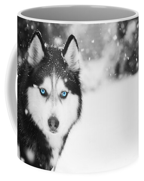 Husky Coffee Mug featuring the photograph Mesmerizing by Nunweiler Photography