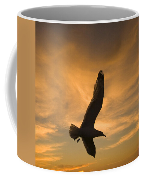 Feb0514 Coffee Mug featuring the photograph Mew Gull At Sunset La Jolla California by Tom Vezo
