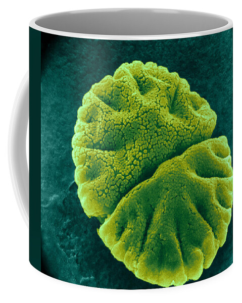 Science Coffee Mug featuring the photograph Micrasterias Angulosa, Algae, Sem #2 by Jerome Pickett-Heaps