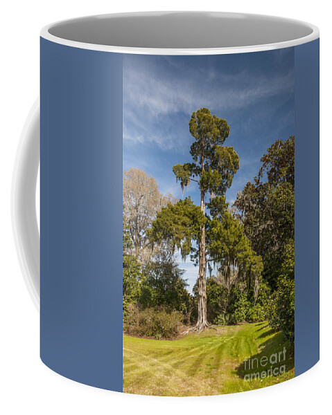 Red Coffee Mug featuring the photograph Mighty Cedar Tree by Dale Powell