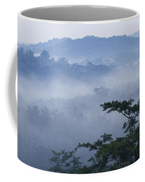 Sebastian Kennerknecht Coffee Mug featuring the photograph Mist Over Tropical Rainforest Kibale Np by Sebastian Kennerknecht
