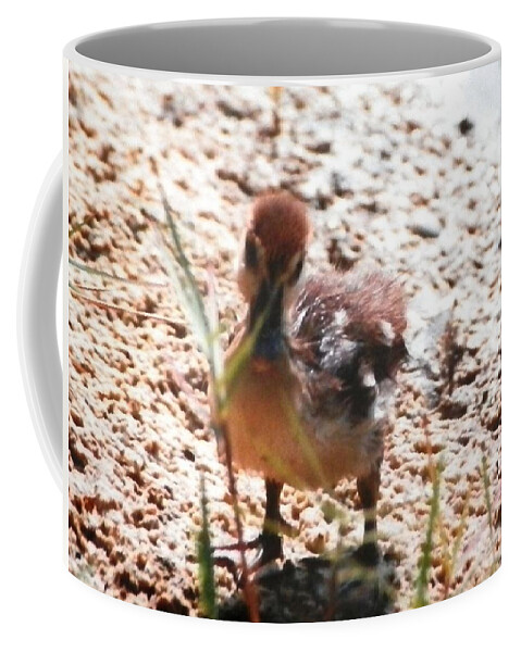 Yellow And Brown Fuzzy Baby Duckling At A Pond In Napels Coffee Mug featuring the photograph Duckling Searching by Belinda Lee