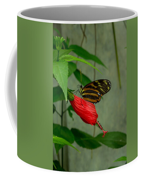 Butterfly Coffee Mug featuring the photograph Monarch Butterfly by Weir Here And There