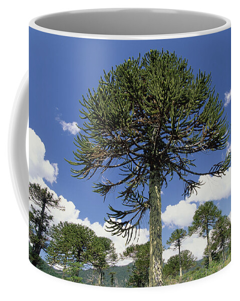 Feb0514 Coffee Mug featuring the photograph Monkey Puzzle Tree Conguillio Np Chile by Gerry Ellis