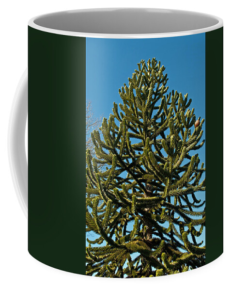 Green Coffee Mug featuring the photograph Monkey Puzzle Tree E by Tikvah's Hope