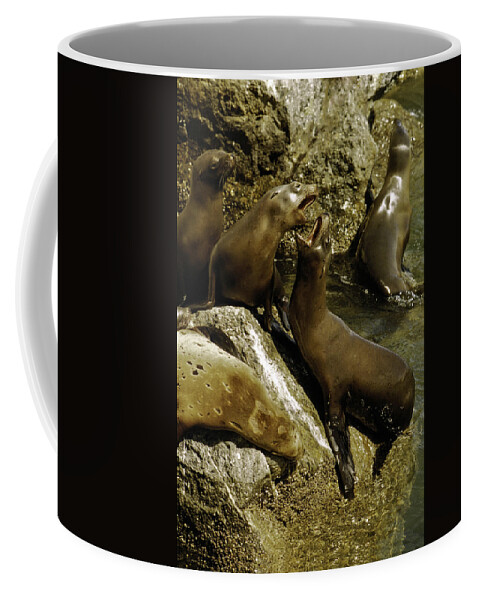Seals Coffee Mug featuring the photograph Monterey Bay where the seals play by LeeAnn McLaneGoetz McLaneGoetzStudioLLCcom