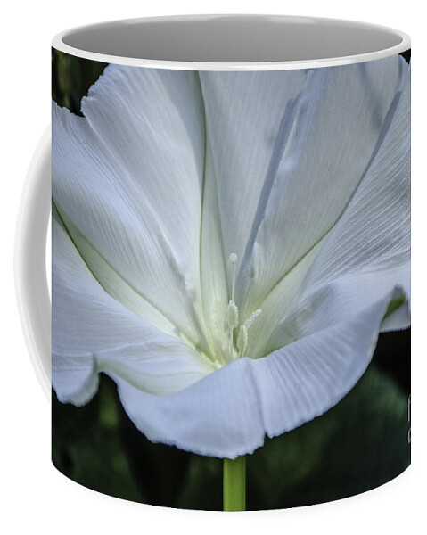 M.c. Story Coffee Mug featuring the photograph Moonflower 1 by Mary Carol Story