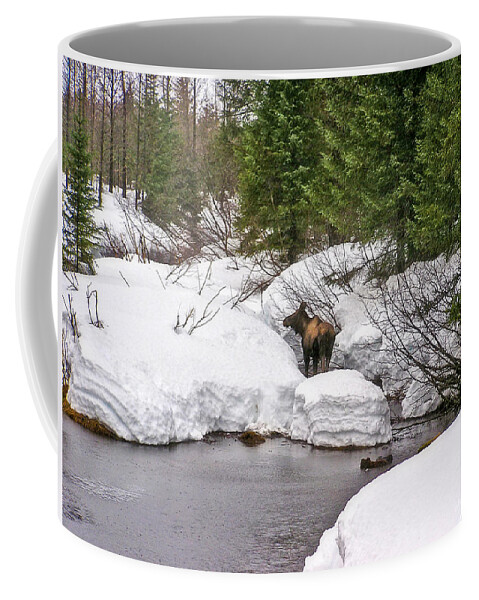 Moose Coffee Mug featuring the photograph Moose in Alaska by Amanda Smith