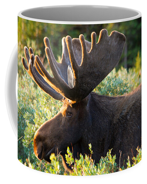 Colorado Coffee Mug featuring the photograph Morning Moose by Teri Virbickis
