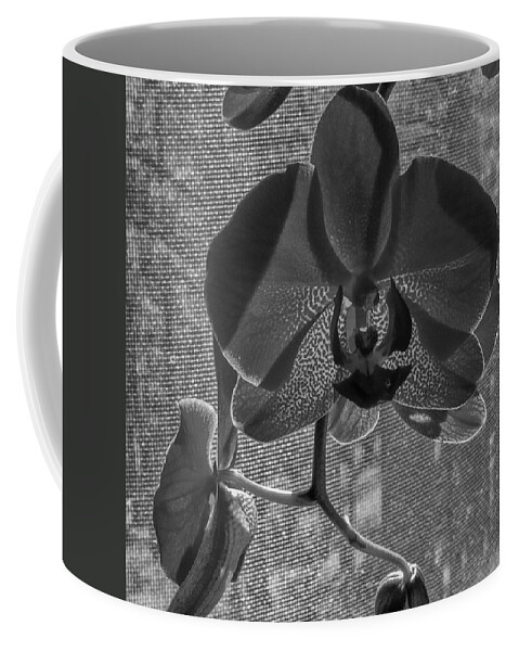 Flower Coffee Mug featuring the photograph Moth Orchid in Window by Ron White