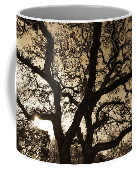 Austin Coffee Mug featuring the photograph Mother Nature's Design by John Wadleigh