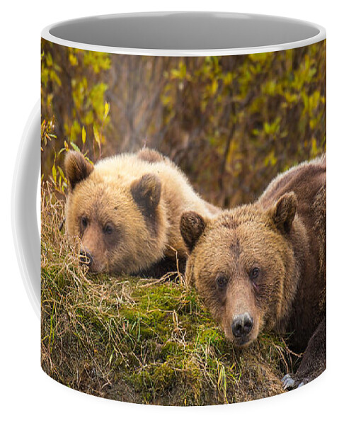 Bear Coffee Mug featuring the photograph Mother's Love by Kevin Dietrich