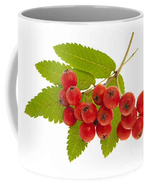 Berries Coffee Mug featuring the photograph Mountain ash berries 3 by Elena Elisseeva