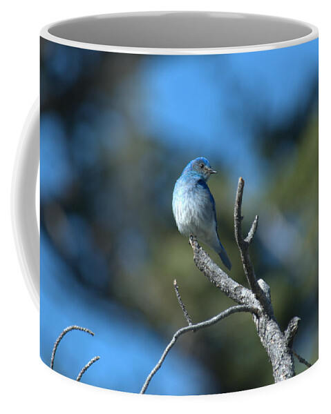 Bluebird Coffee Mug featuring the photograph Mountain Bluebird by Frank Madia
