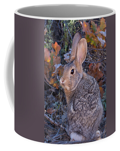Cottontail Coffee Mug featuring the photograph Mountain Cottontail Bunny by Kathleen Bishop