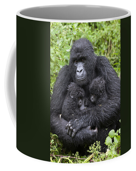 Feb0514 Coffee Mug featuring the photograph Mountain Gorilla Mother And Twins by Suzi Eszterhas