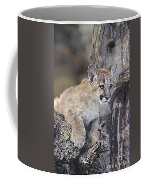 Mountain Lion Coffee Mug featuring the photograph Mountain Lion Cub on Tree Branch by Dave Welling