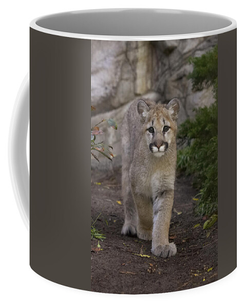 Feb0514 Coffee Mug featuring the photograph Mountain Lion Cub Walking by San Diego Zoo