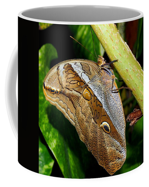 Nature Coffee Mug featuring the photograph Mournful Owl Butterfly by Amy McDaniel