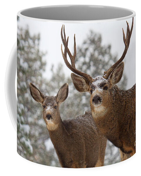 Mule Deer Coffee Mug featuring the photograph Mr. and Mrs. by Jim Garrison