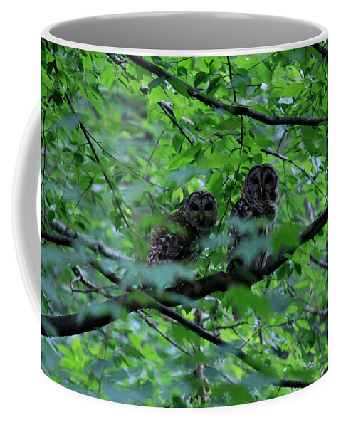 Owl Coffee Mug featuring the photograph Mr and Mrs Owl by Lily K