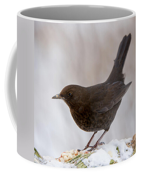 Mrs Blackbird And Peanuts Coffee Mug featuring the photograph Mrs Blackbird and the peanuts by Torbjorn Swenelius