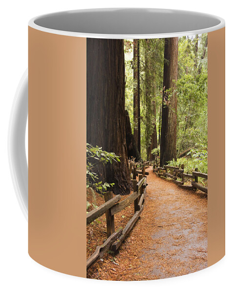 Muir Woods Coffee Mug featuring the photograph Muir Woods Trail by Sue Leonard