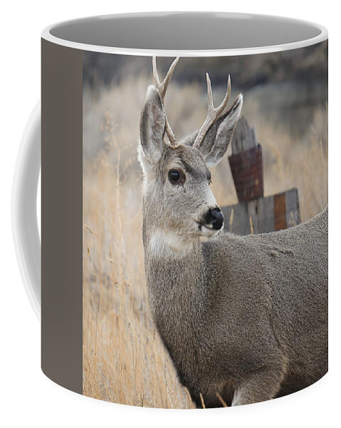 Mule Deer Coffee Mug featuring the photograph Mule Deer by Jenny Hudson