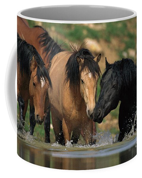 00340043 Coffee Mug featuring the photograph Mustangs At Waterhole In Summer by Yva Momatiuk and John Eastcott