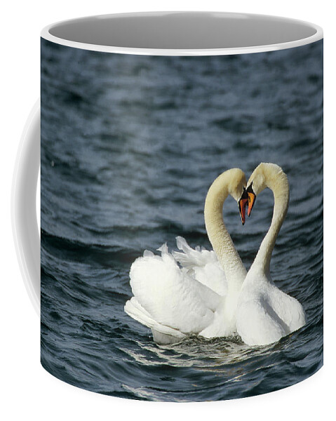 00196071 Coffee Mug featuring the photograph Mute Swan Affectionate Pair by Konrad Wothe