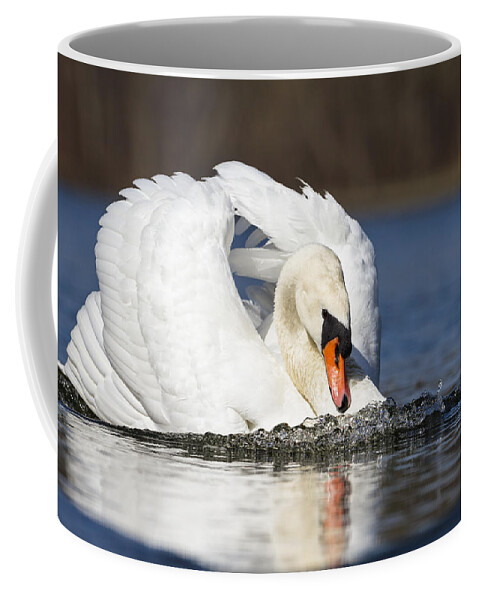 Feb0514 Coffee Mug featuring the photograph Mute Swan In Defensive Posture Bavaria by Konrad Wothe