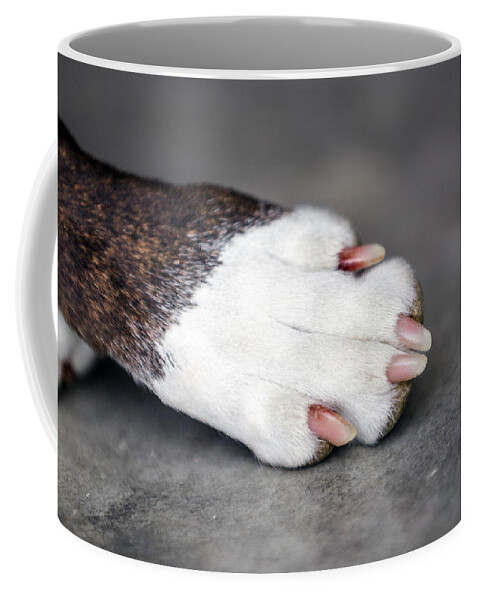 Boxer Coffee Mug featuring the photograph Nail Biter by Sennie Pierson