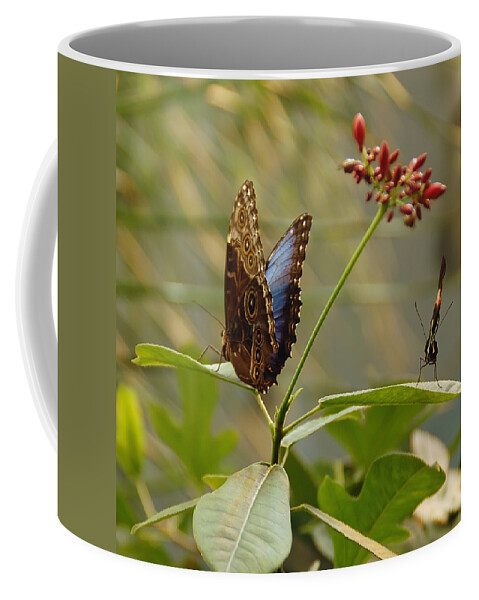 Butterfly Coffee Mug featuring the photograph Butterflies on Leaves by Aimee L Maher ALM GALLERY
