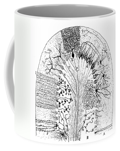 1894 Coffee Mug featuring the drawing Nerve Cells, 1894 by Granger