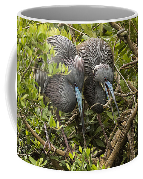 Little Blue Herons Coffee Mug featuring the photograph Nest Building by Priscilla Burgers