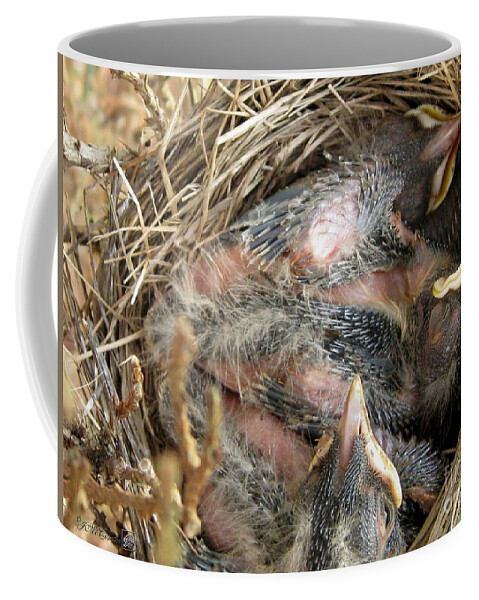 Mccombie Coffee Mug featuring the photograph Nest of American Robins by J McCombie