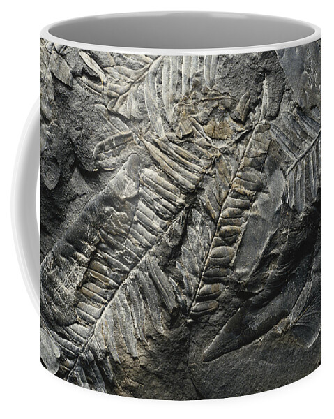 Alethopteris Coffee Mug featuring the photograph Neuropteris And Alethopteris by Theodore Clutter