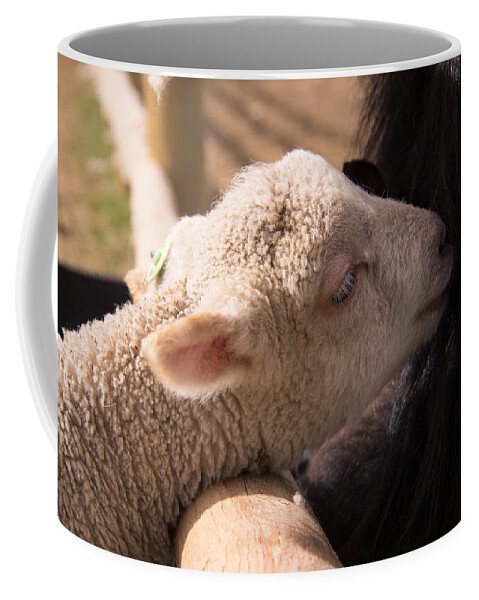 Sheep Coffee Mug featuring the photograph New Friends by Kathy Bassett