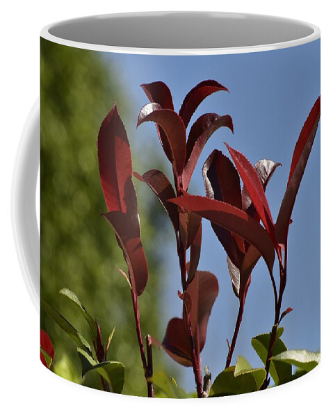 Linda Brody Coffee Mug featuring the photograph New Growth by Linda Brody