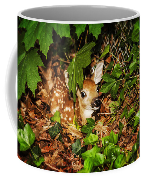 Animals Coffee Mug featuring the photograph Newborn Fawn by Eleanor Abramson