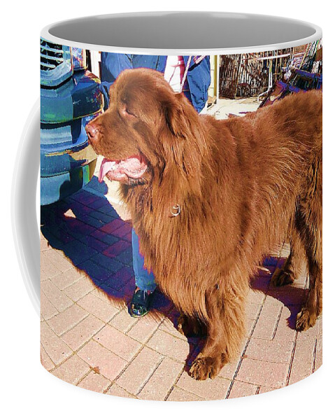 Newfoundland Coffee Mug featuring the photograph Newfoundland Dog by Saundra Myles