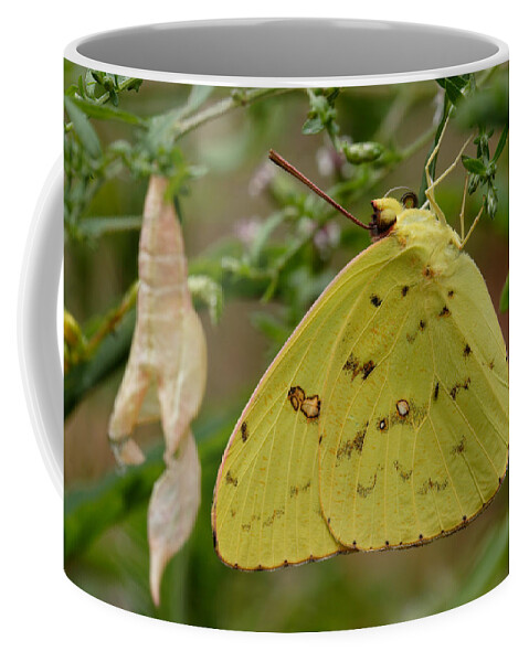 Newly Emerged Cloudless Sulphur Butterfly With Chrysalis In Background Coffee Mug featuring the photograph Newly Emerged Cloudless Sulphur Butterfly With Chrysalis In Background by Daniel Reed