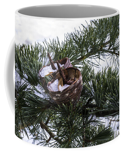 Fir Coffee Mug featuring the photograph Nibbled by Spikey Mouse Photography