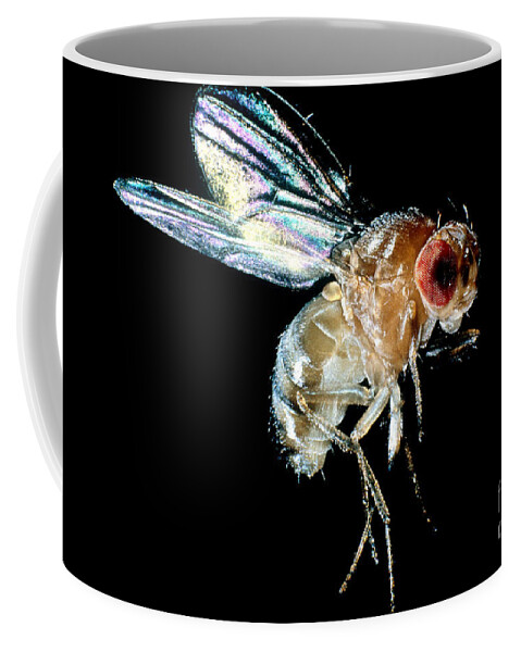 Drosophila Coffee Mug featuring the photograph Normal Red-eyed Fruit Fly by Darwin Dale
