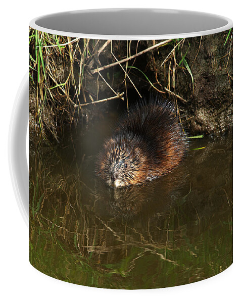 North American Beaver Coffee Mug featuring the photograph North American Beaver by Sharon Talson