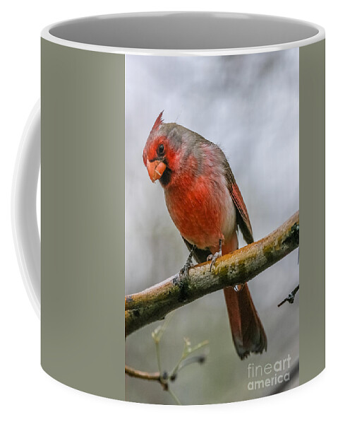 Al Andersen Coffee Mug featuring the photograph Northern Cardinal 2 by Al Andersen