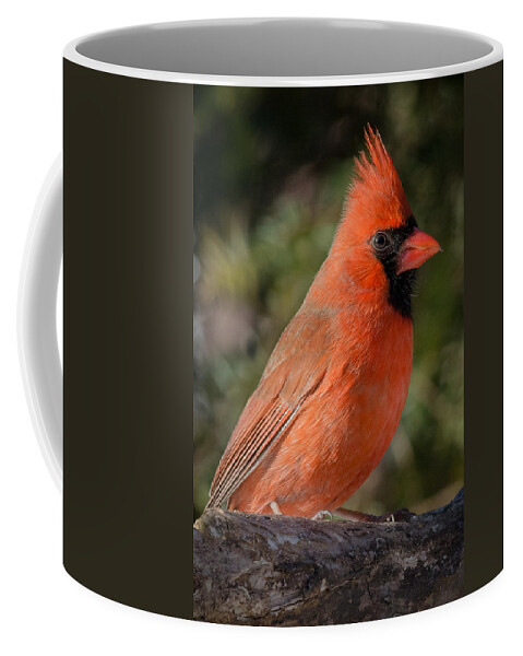 Close Up Of Northern Cardinal Male Coffee Mug featuring the photograph Northern Cardinal 2 by Kenneth Cole