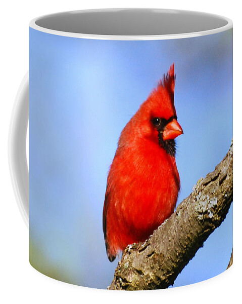 Northern Cardinal Coffee Mug featuring the photograph Northern Cardinal by Christina Rollo