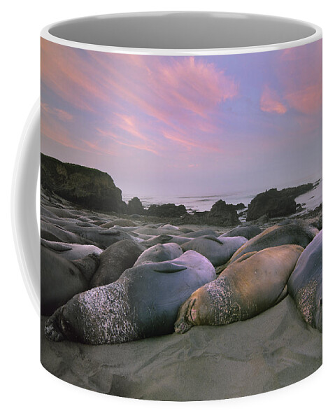 Feb0514 Coffee Mug featuring the photograph Northern Elephant Seals Point Piedra by Tim Fitzharris